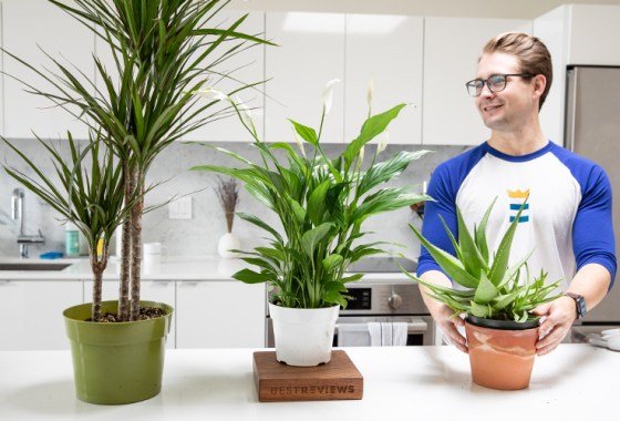 13 indoor plants to brighten your February