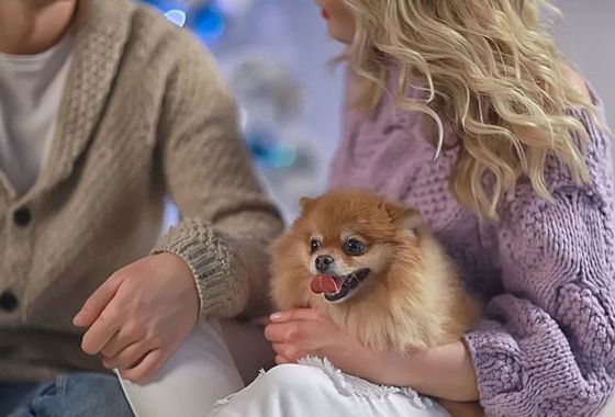 20 best luxury gifts for dog lovers