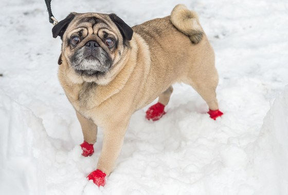 Best winter dog boots for your furry BFF