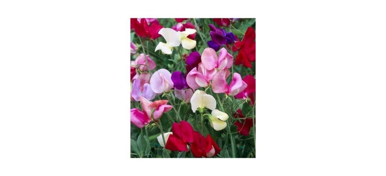 Earthcare Seeds Fragrant Sweet Peas Seeds