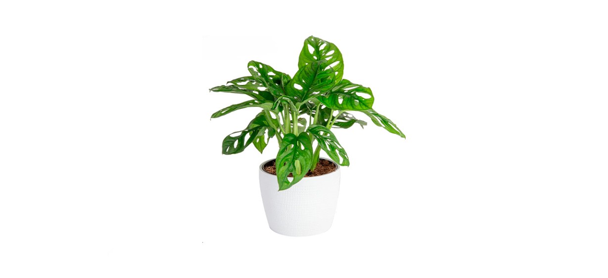 Best Costa Farms Live Little Swiss Monstera Plant Best Costa Farms Live Little Swiss Monstera Plant