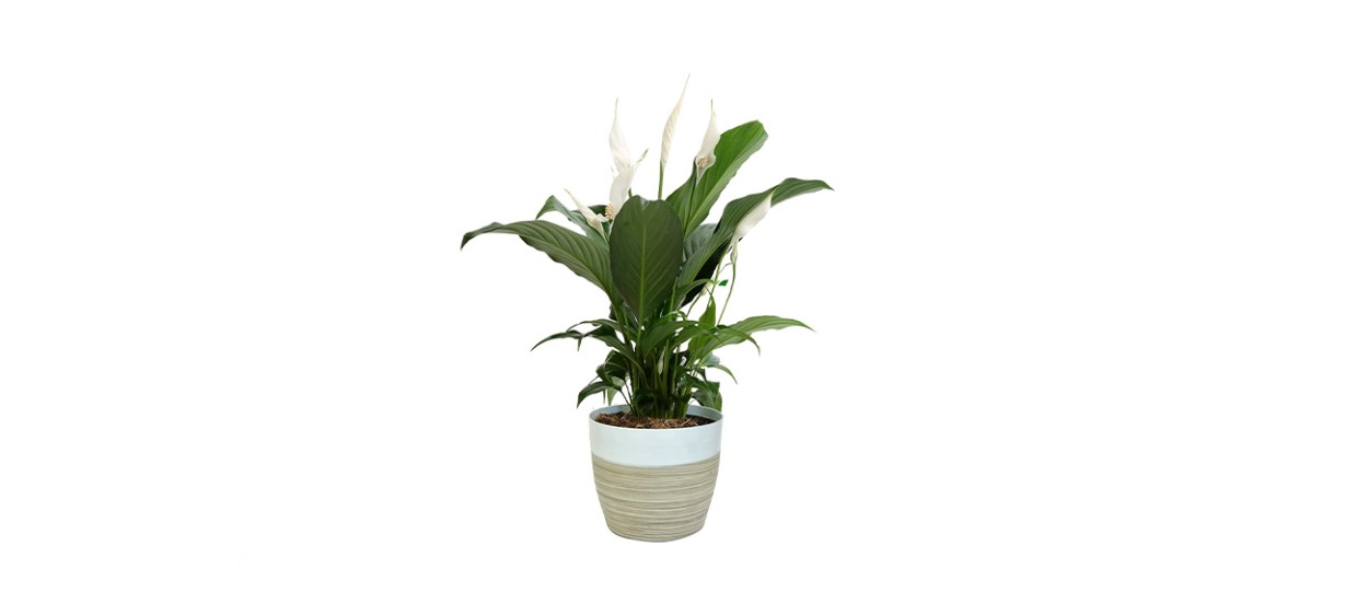 Costa Farms Peace Lily Indoor Plant Costa Farms Peace Lily Indoor Plant