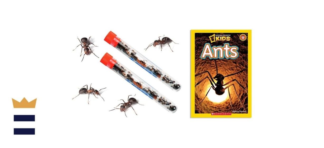 Nature Gift Store 2 Tubes Live Ant Farm Ants Plus Ant Book