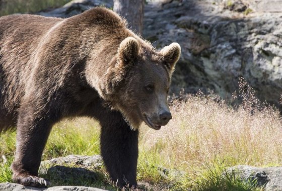 Best Bear Sprays