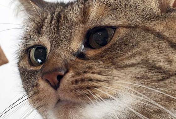 Best Dehydrated Cat Treats