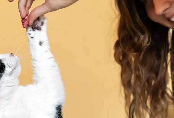 Best Soft Cat Treats