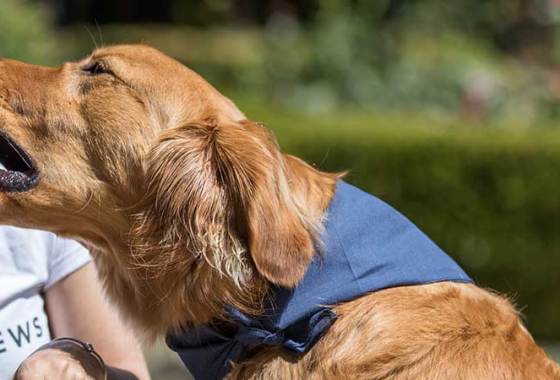 Best Dehydrated Dog Treats
