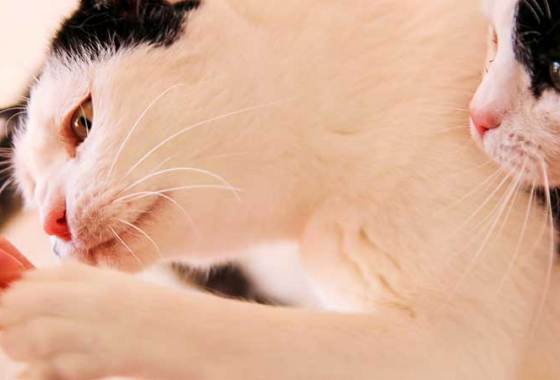 Best Exotic Cat Treats