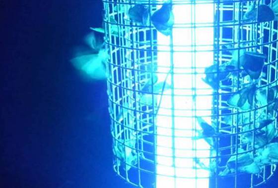 Best Mosquito Killers