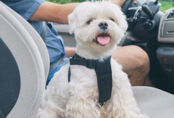 Best Dog Seat Belts