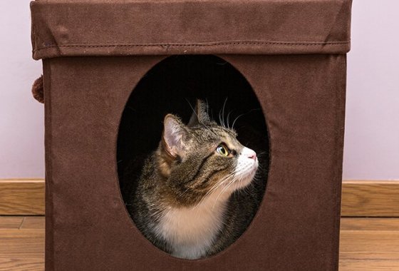 Best Cat Houses