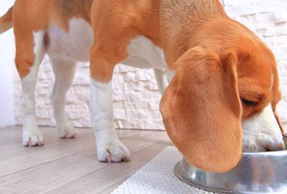 Best Merrick Dog Food