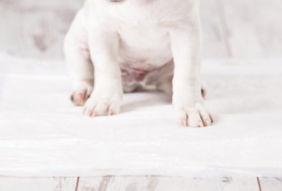 Best Puppy Pads