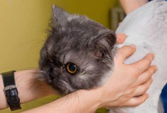 Best Pet Grooming Wipes