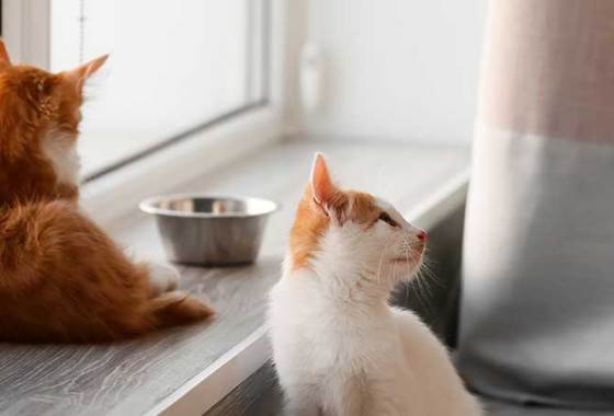 Best Kitten Food Supplements