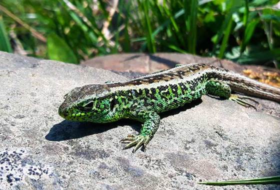 Best Lizard Food & Treats