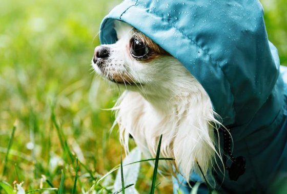 Best Dog Raincoats