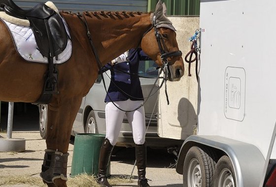 Best Horse Shipping Boots