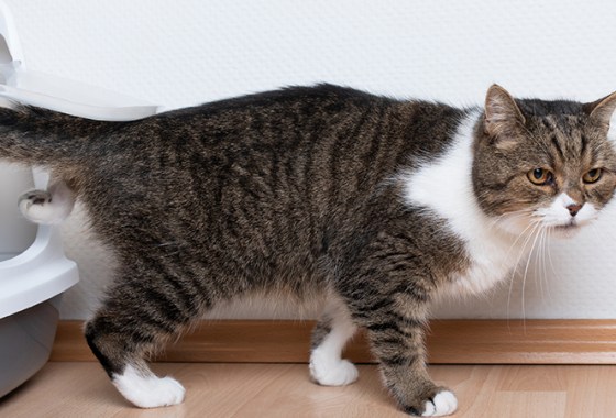 Best Litter Box Liners