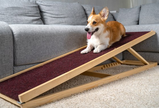 Best Pet Ramps