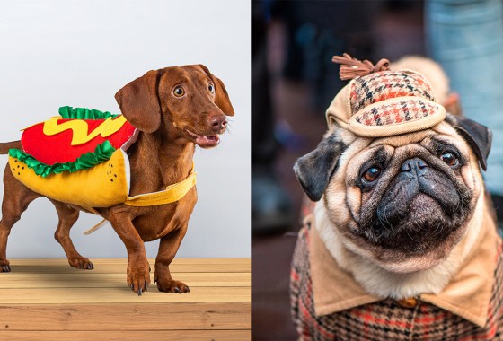 The best new Halloween pet costumes for 2023