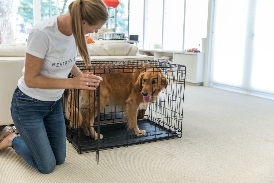 5 Best Dog Crates Feb. 2021 BestReviews