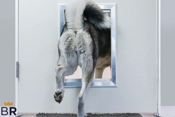 5 Best Pet Doors - Sept. 2024 - BestReviews