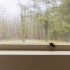 How to get rid of stink bugs