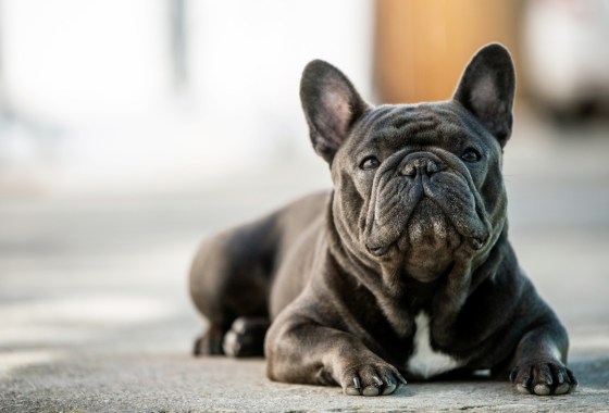 Popular US breeds that have never won the Westminster Dog Show