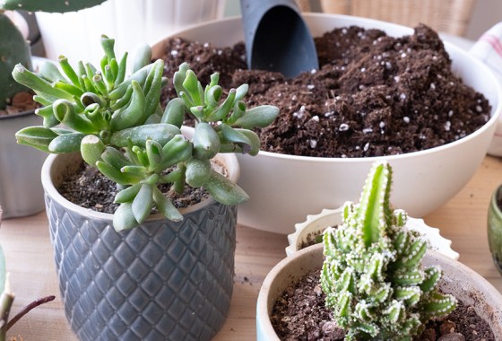 Best fertilizer for succulents