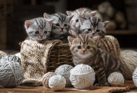 Everything you need to make a kitten starter kit