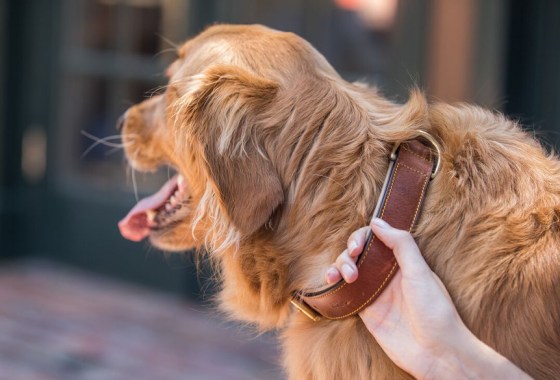 Best basic dog collar