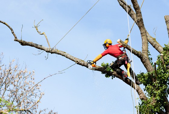 The best tree climbing spikes