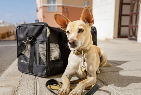 Which dog carrier is best for air travel?
