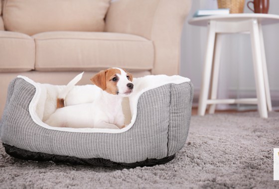 Most popular Chewy dog bed