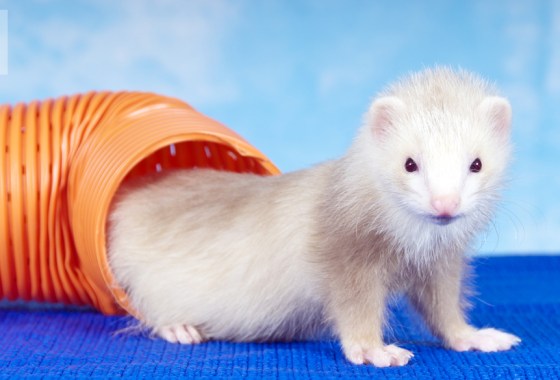 Best ferret toys