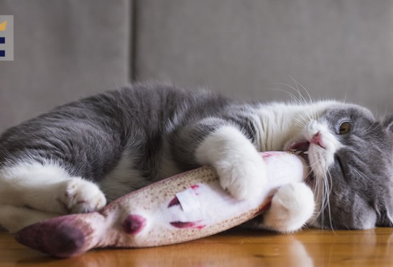 Best floppy fish cat toy