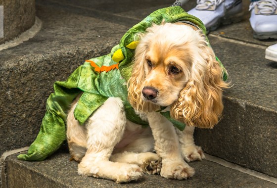Best dinosaur dog costume