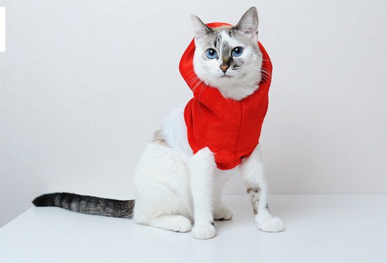 Best hoodie for cats