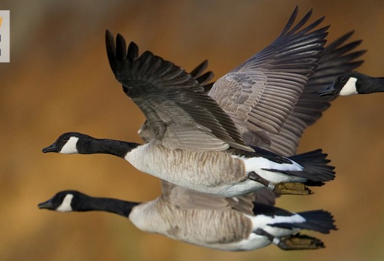 Best goose call