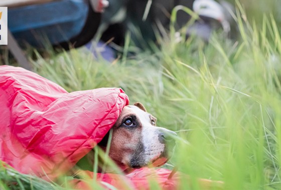 Best dog sleeping bag