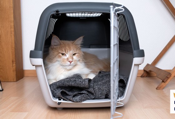 Best Petsmart cat carrier