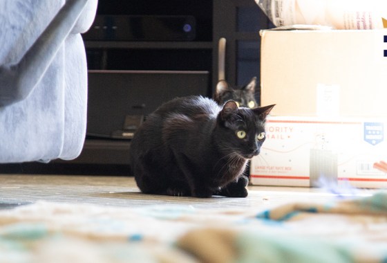 Best smart device for cats