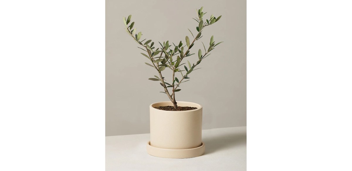 The Sill Olive Tree