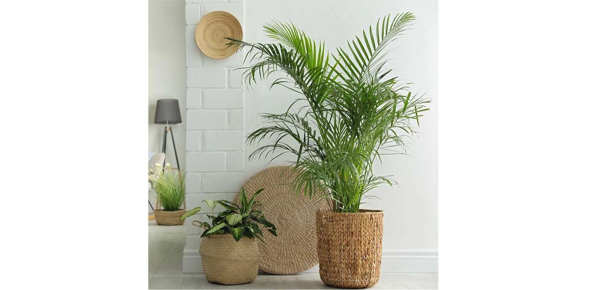 Pet Friendly American Plant Exchange Cat Palm Tree