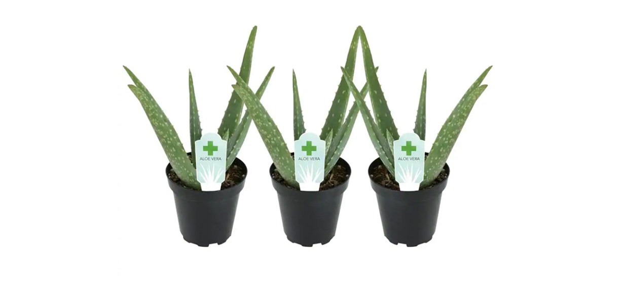 Best Altman Plants - Aloe Vera Plant (3-Pack)