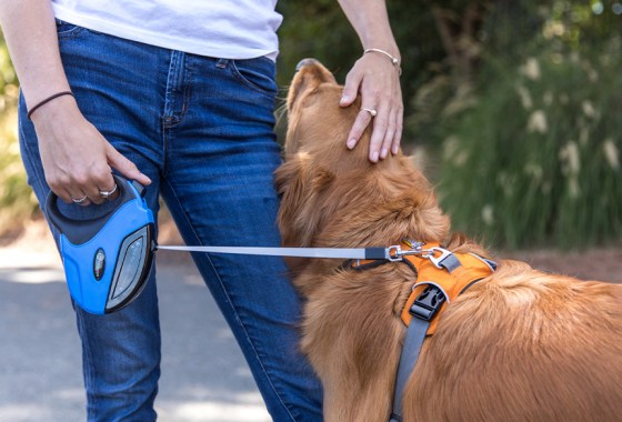 Best dog leash holder