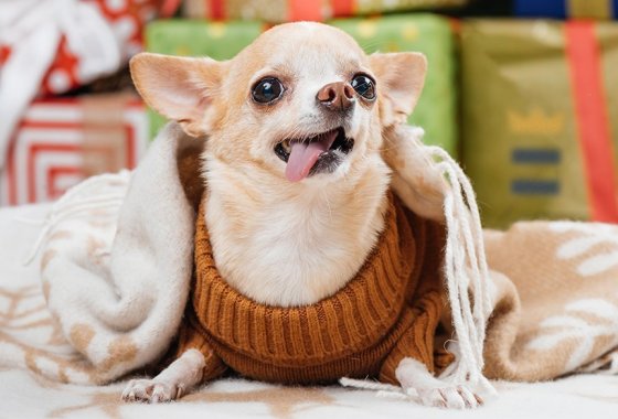 Best fun dog sweaters