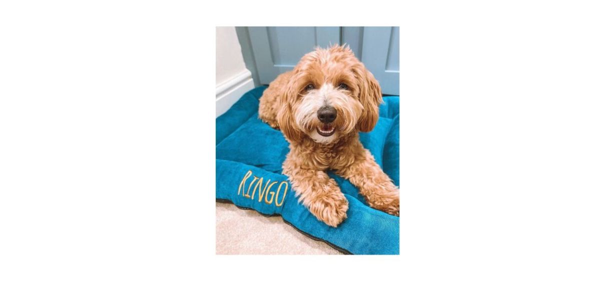 dog sitting on WithCongratulations Personalized Dog Bed in blue with name on it