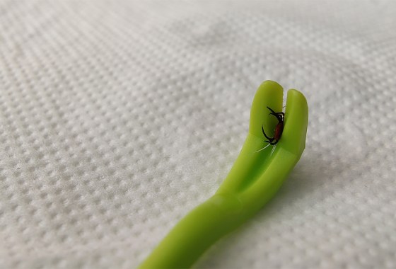 Best tick removal tool